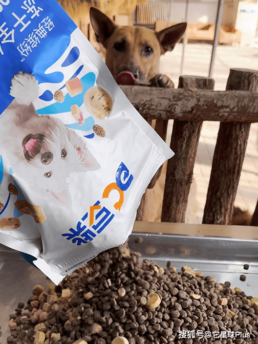 温暖：拆解宠物品牌CNY营销范例CQ9电子登录注册不谈促销只送(图13)