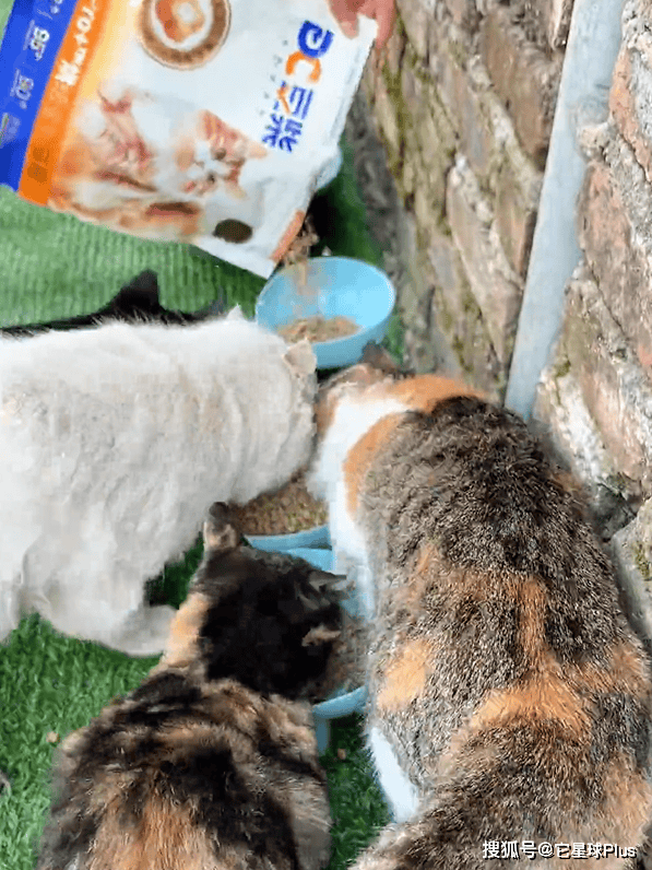 温暖：拆解宠物品牌CNY营销范例CQ9电子登录注册不谈促销只送(图15)